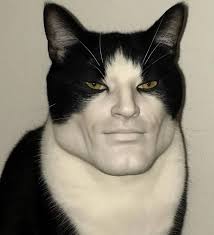 Sigma cat