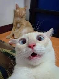Pussy Cat