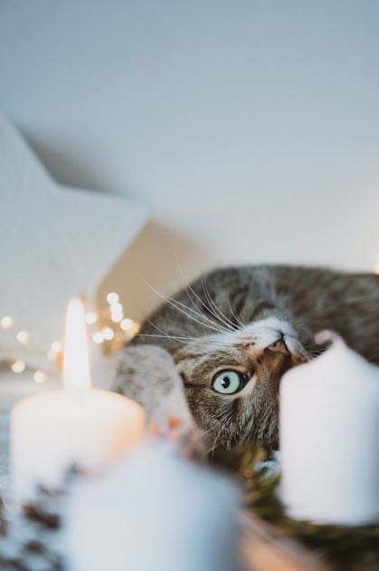 Lifestyle Tips for Feline Lovers