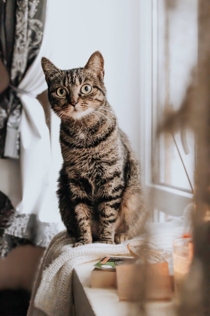 Magical Cat Products You Need