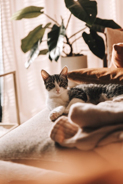 The Joy of Cats: A Celebration