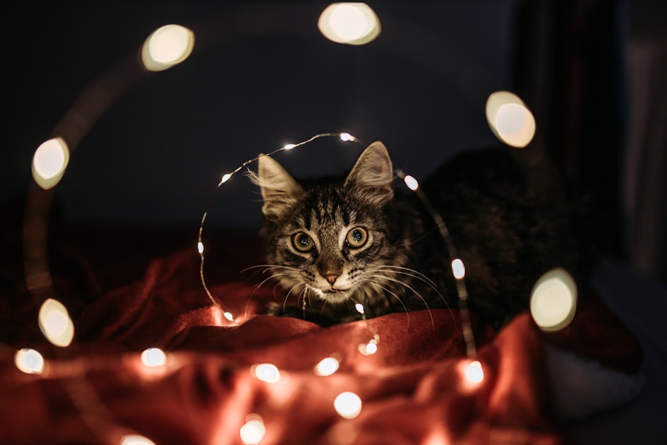 The Whimsical World of Cats